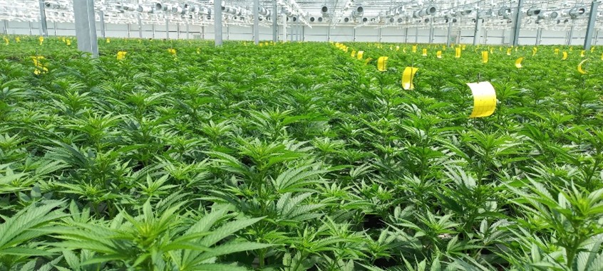 Project  Phyto vitality AG – Switzerland